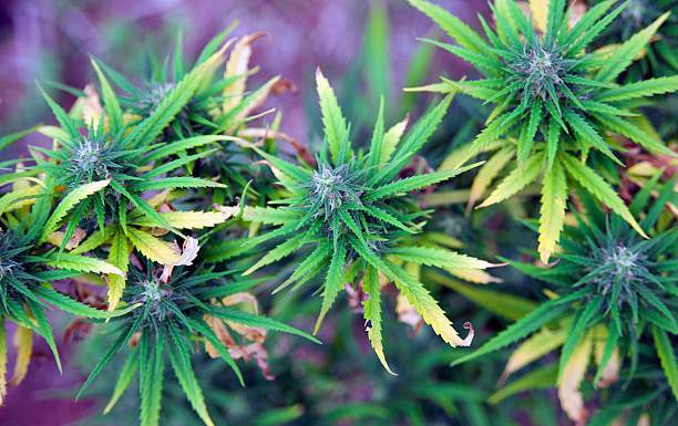 Cannabis Flower in Wakefield 